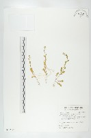 藏品(廣東葶藶)的圖片