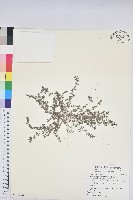 藏品(伏生大戟)的圖片