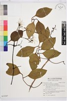 藏品(厚葉鐵線蓮)的圖片