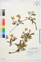 藏品(繡球藤)的圖片