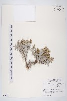 藏品(蘄艾、芙蓉菊)的圖片
