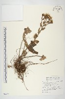 藏品(山菊)的圖片