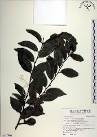 藏品(蘭嶼柿)的圖片