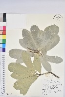 藏品(蘭嶼土沉香)的圖片