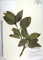 藏品(蘭嶼肉桂)的圖片