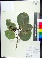 藏品(菲律賓朴樹)的圖片