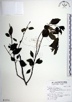 藏品(草野氏冬青)的圖片