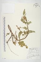 藏品(甕菜、空心菜)的圖片