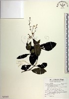 藏品(針刺草)的圖片