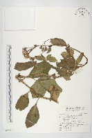 藏品(蘭嶼木耳菜)的圖片