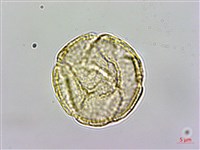 藏品(鉤柱毛茛)的圖片