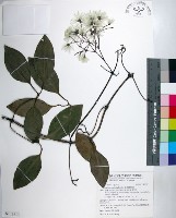 藏品(厚葉鐵線蓮)的圖片