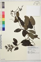 藏品(勾兒茶)的圖片