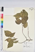 藏品(巴豆)的圖片