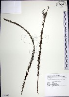 藏品(鐵掃帚、千里光)的圖片