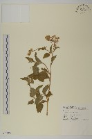 藏品(霍香薊)的圖片