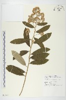 藏品(羊耳菊)的圖片