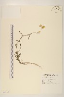 藏品(鼠麴草)的圖片