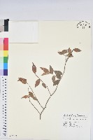 藏品(細齒烏飯)的圖片