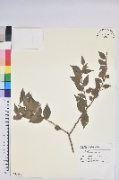 藏品(米飯花)的圖片