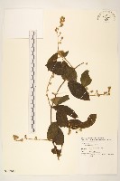 藏品(細脈斑鳩菊、毒根斑鳩菊)的圖片