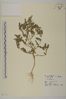 藏品(藜、灰藜)的圖片