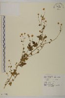 藏品(油菊、野菊)的圖片