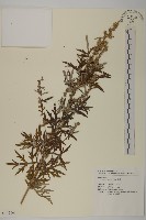 藏品(魁蒿)的圖片