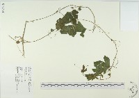 藏品(苦瓜)的圖片