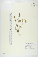 藏品(焊菜)的圖片