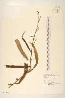 藏品(多裂翅果菊)的圖片