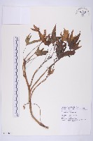 藏品(甘藷、地瓜)的圖片