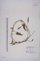 藏品(甕菜、空心菜)的圖片