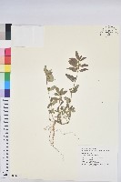 藏品(乳仔草)的圖片