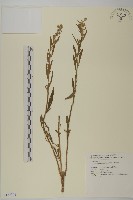 藏品(野茼蒿)的圖片