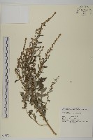 藏品(角菜、珍珠菜)的圖片