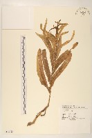 藏品(萵苣、蒿菜)的圖片