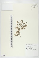 藏品(碎米薺)的圖片