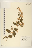藏品(鬼針)的圖片