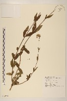 藏品(佩蘭、澤蘭)的圖片