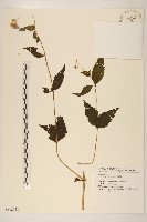 藏品(華澤蘭)的圖片