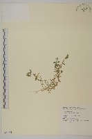 藏品(雀舌草)的圖片