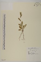 藏品(日本假蓬)的圖片