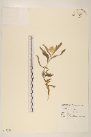 藏品(鼠麴草)的圖片