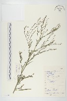 藏品(全光菊)的圖片