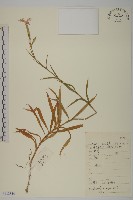 藏品(瞿麥)的圖片