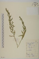 藏品(臭杏、土荊芥)的圖片