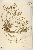 藏品(兔仔菜)的圖片