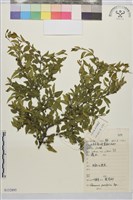 藏品(小葉鼠李)的圖片