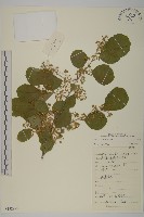 藏品()的圖片